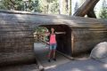 09-sequoia_sf_DSC00756.JPG