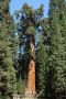 09-sequoia_sf_DSC00782.JPG