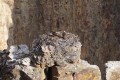 12-yellowstone_DSC01068c.jpg