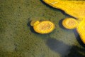13-yellowstone_DSC01144.JPG