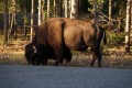 13-yellowstone_DSC01193.JPG