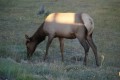 13-yellowstone_DSC01197.JPG