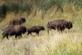 14-yellowstone_DSC01209.JPG